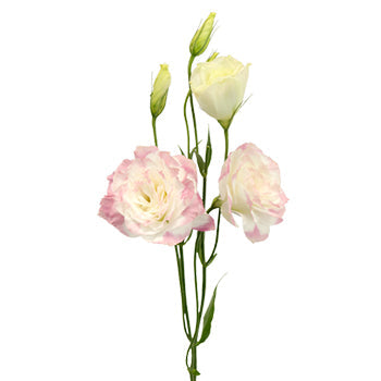 Kiss of Blush Designer Lisianthus Flower