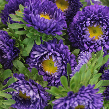 Purple Matsumoto Flowers