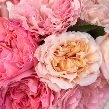 Sunset Hues Fresh Cut Pink Mayra Roses