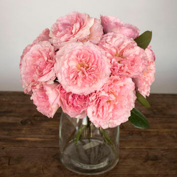Pink Champagne Mayra Roses