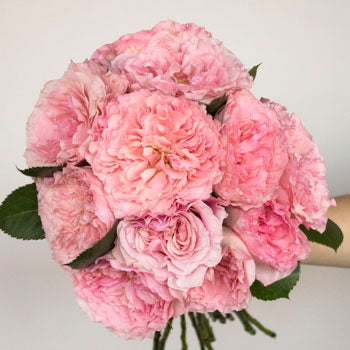 Pink Champagne Mayra Roses