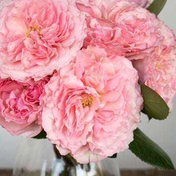 Pink Champagne Mayra Roses