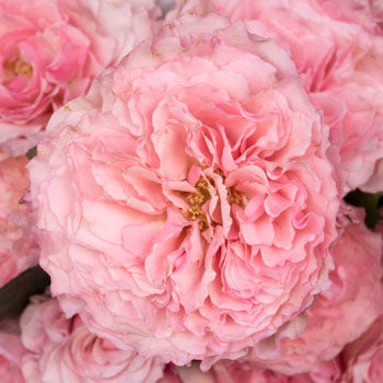 Pink Champagne Mayra Roses