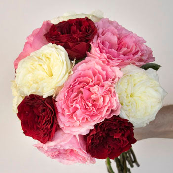 Romantic Night Fresh Cut Mayra Roses
