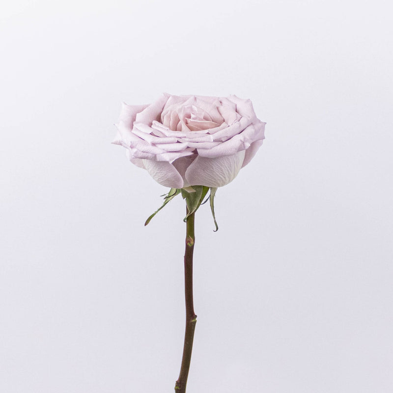 Menta Light Purple Rose Stem