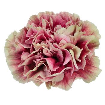 Merletto Crimson Champagne and Wine Carnation Flower Bloom