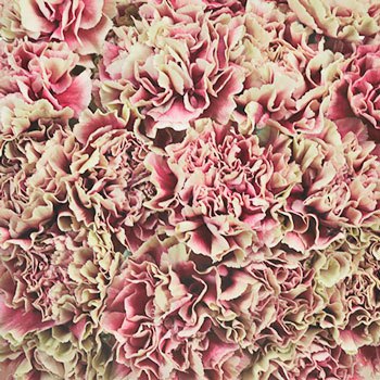 Merletto Crimson Champagne and Wine Wholesale Carnations Up close