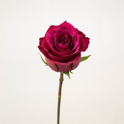 Merlot Red Valentines Roses Stem