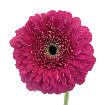 Gerrondo Gerbera Raspberry Pink Daisies