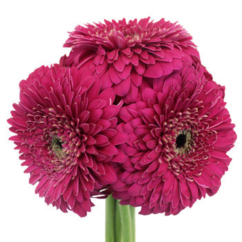 Gerrondo Gerbera Raspberry Pink Daisies