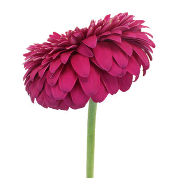Gerrondo Gerbera Raspberry Pink Daisies
