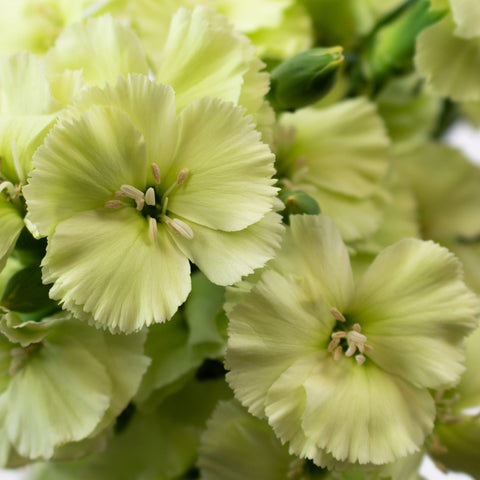 Mint Green Solomio Flower Up Close
