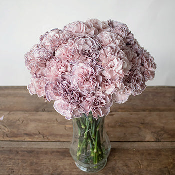 Mine Dusty Pink Carnation Flowers in a Vase