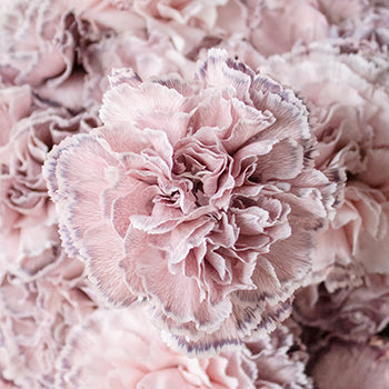 Mine Dusty Pink Carnation Flowers Up Close