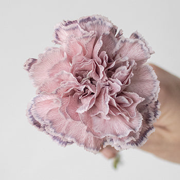 Mine Dusty Pink Carnations side stem