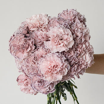 Mine Dusty Pink Carnation Flower In a hand
