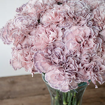 Mine Dusty Pink in a vase Close Up
