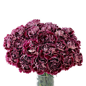 Minerva Purpleberry Carnation Flowers In a vase