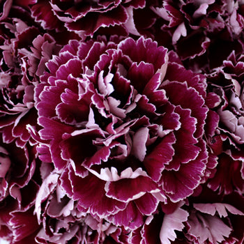 Minerva Purpleberry Wholesale Carnations Up close