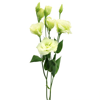 Mini Double Arena Green Lisianthus Wholesale Flower Stem