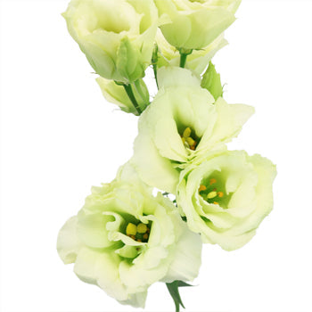 Mini Double Arena Green Lisianthus Wholesale Flower Bloom