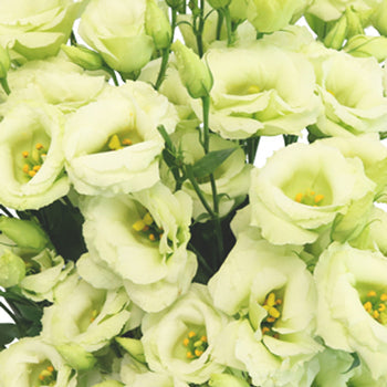Mini Double Arena Green Lisianthus Wholesale Flower Upclose