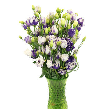 Mini Double Fleuralisa Blue Lisianthus Wholesale Flower In a vase