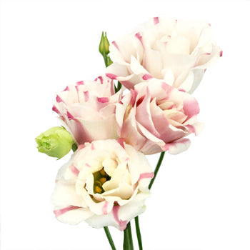 Mini Double Fleuralisa Pink Lisianthus Wholesale Flower Bloom