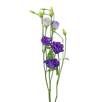 Mini Double Rosita Blue Lisianthus Wholesale Flower Stem