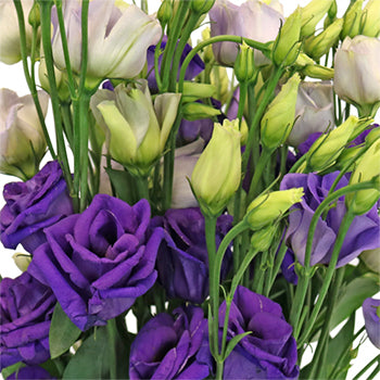 Mini Double Rosita Blue Lisianthus Wholesale Flower Upclose