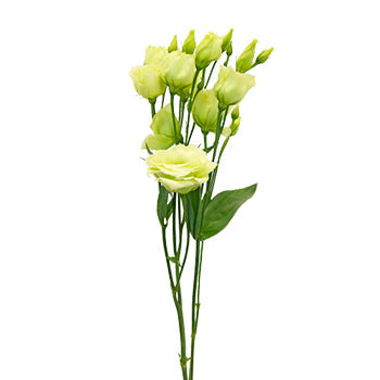 Mini Double Rosita Green Lisianthus Wholesale Flower Stem