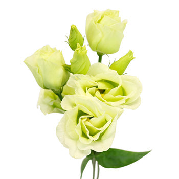 Mini Double Rosita Green Lisianthus Wholesale Flower Bloom