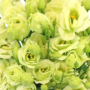 Mini Double Rosita Green Lisianthus Wholesale Flower Upclose
