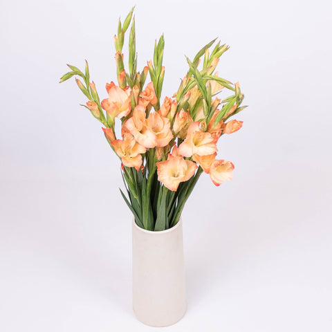 Mini Gladiolus Peach Wholesale Flowers in a Vase