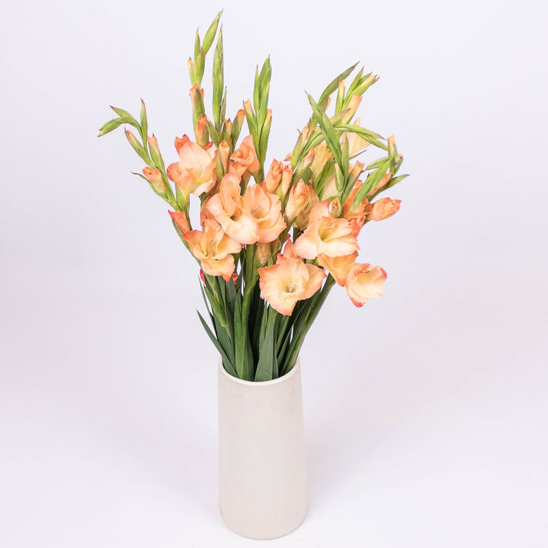 Mini Gladiolus Peach Wholesale Flowers in a Vase
