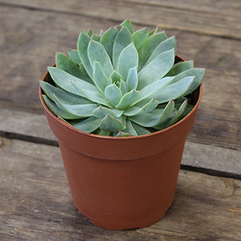 The Trio Potted Large Succulent Pack