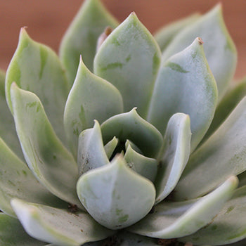 Potted Mini Succulents Variety Pack