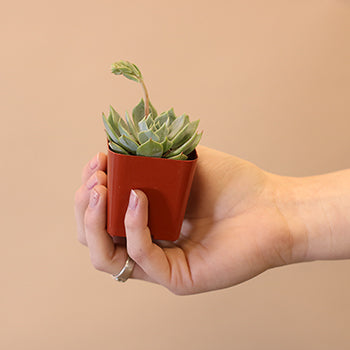 Potted Mini Succulents Variety Pack