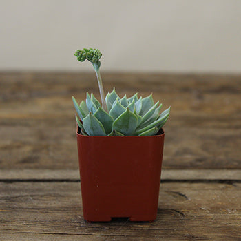 Potted Mini Succulents Variety Pack