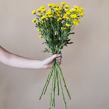 Yellow Micro Pom Flower