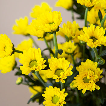 Yellow Micro Pom Flower