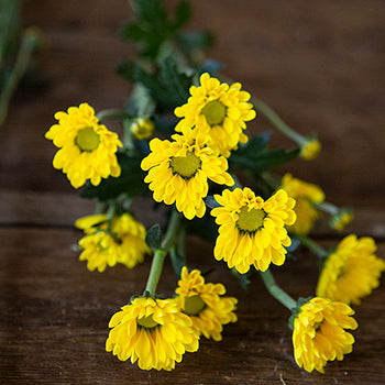 Yellow Micro Pom Flower