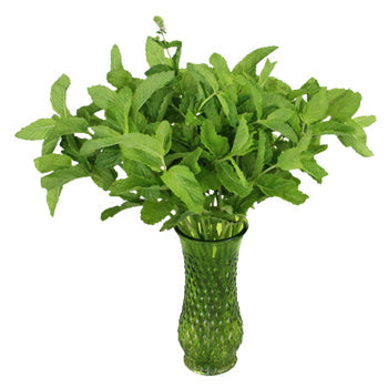 Fresh Cut Mint Herb for Flower Arranging