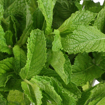 Fresh Cut Mint Herb for Flower Arranging