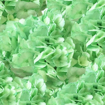 Mint Green Enhanced Hydrangea Flower Up Close