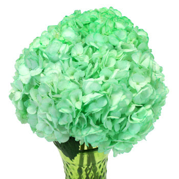 Mint Green Enhanced Hydrangea Wholesale Flowers in a Vase