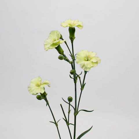 Mint Green Solomio Flower Stem