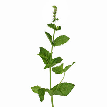 Fresh Cut Mint Herb for Flower Arranging