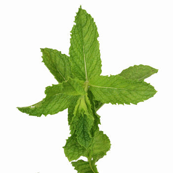 Fresh Cut Mint Herb for Flower Arranging