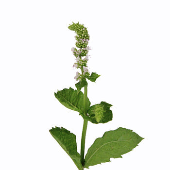 Fresh Cut Mint Herb for Flower Arranging